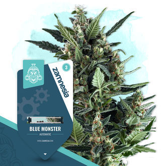 Blue Monster Autoflower (Zamnesia Seeds) Feminiserade