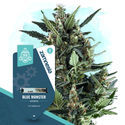 Blue Monster Autoflower (Zamnesia Seeds) Feminiserade