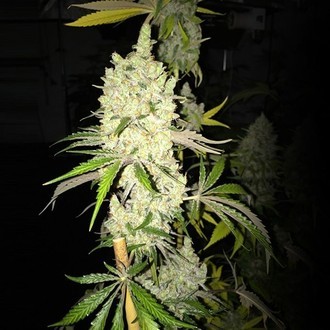 Tangie Ghost Train (Little Chief Collabs) Feminiserade