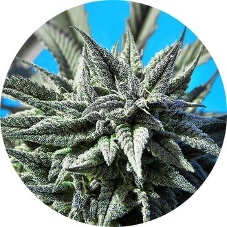 Auto Tao Blueberry (Top Tao Seeds) regulj&auml;r