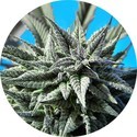 Auto Tao Blueberry (Top Tao Seeds) reguljär