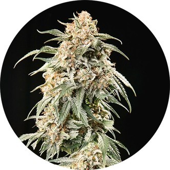Big Auto Tao (Top Tao Seeds) regulj&auml;r