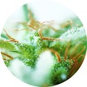 Dr. Tao Sativa (Top Tao Seeds) reguljär