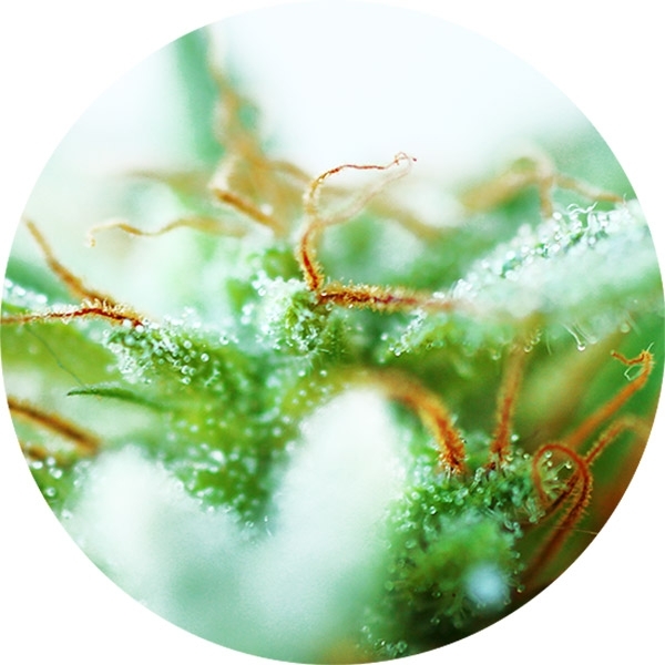 Dr. Tao Sativa (Top Tao Seeds) reguljär