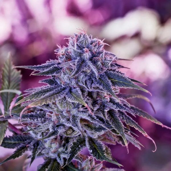 Blue Rhino (Positronics) Feminiserade
