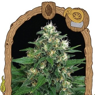 Exotic Thai (Exotic Seed) feminiserade cannabisfr&ouml;n