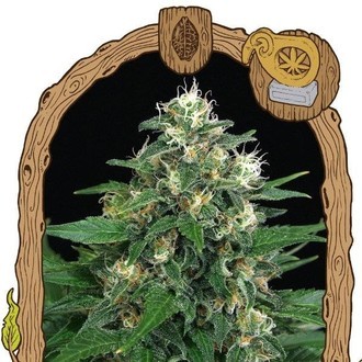 Exotic Thai (Exotic Seed) Feminiserade