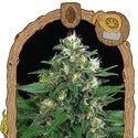 Exotic Thai (Exotic Seed) Feminiserade
