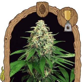 Mango Cream (Exotic Seeds) feminiserade cannabisfr&ouml;n