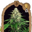 Mango Cream (Exotic Seed) Feminiserade