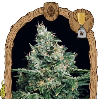 Sir Jack (Exotic Seed) Feminiserade