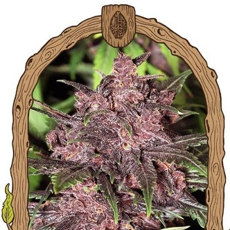 Black Haze (Exotic Seed) feminiserade