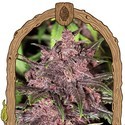 Black Haze (Exotic Seed) Feminiserade