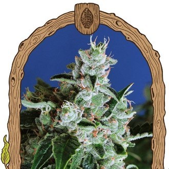 Sir Jack Auto (Exotic Seed) Feminiserade