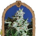 Sir Jack Auto (Exotic Seed) Feminiserade