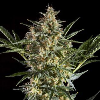 Sleepy Yoda Auto (Philosopher Seeds) Feminiserade