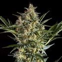 Sleepy Yoda Auto (Philosopher Seeds) Feminiserade