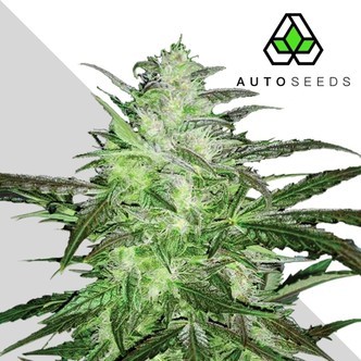 Auto Chemdog (Auto Seeds) Feminiserade