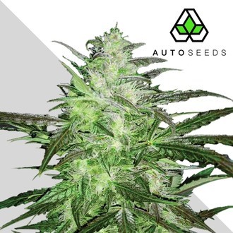 Auto Chemdog (Auto Seeds) Feminiserad