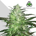 Auto Chemdog (Auto Seeds) Feminiserad
