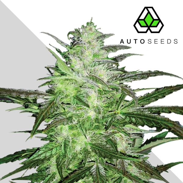Auto Chemdog (Auto Seeds) Feminiserad