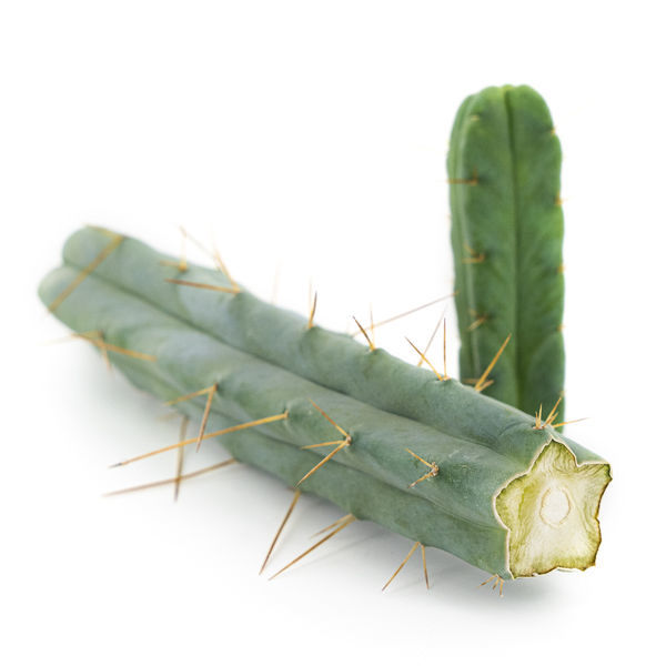 Fyrvindskaktus (Echinopsis lageniformis forma quadricostata)