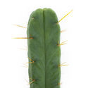 Fyrvindskaktus (Echinopsis lageniformis forma quadricostata)