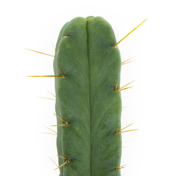 Fyrvindskaktus (Echinopsis lageniformis forma quadricostata)