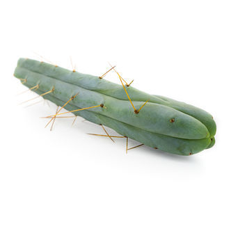 Kaktus av de fyra vindarna (Echinopsis lageniformis forma quadricostata)
