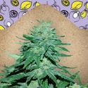 Auto White Widow x Big Bud (Female Seeds) Feminiserade