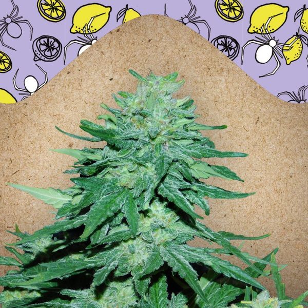 Auto White Widow x Big Bud (Female Seeds) Feminiserade