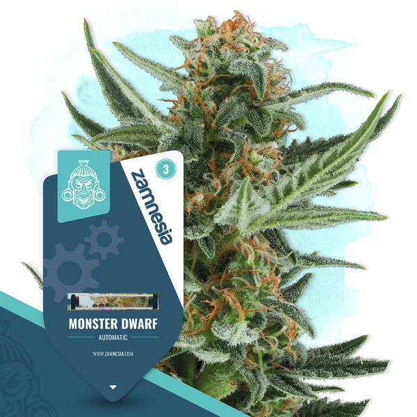 Monster Dwarf Autoflower (Zamnesia Seeds) Feminiserade