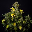 Monster Dwarf Autoflower (Zamnesia Seeds) Feminiserade