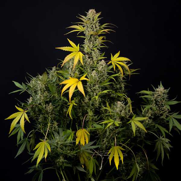 Monster Dwarf Autoflower (Zamnesia Seeds) Feminiserade