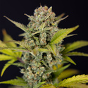 Monster Dwarf Autoflower (Zamnesia Seeds) Feminiserade