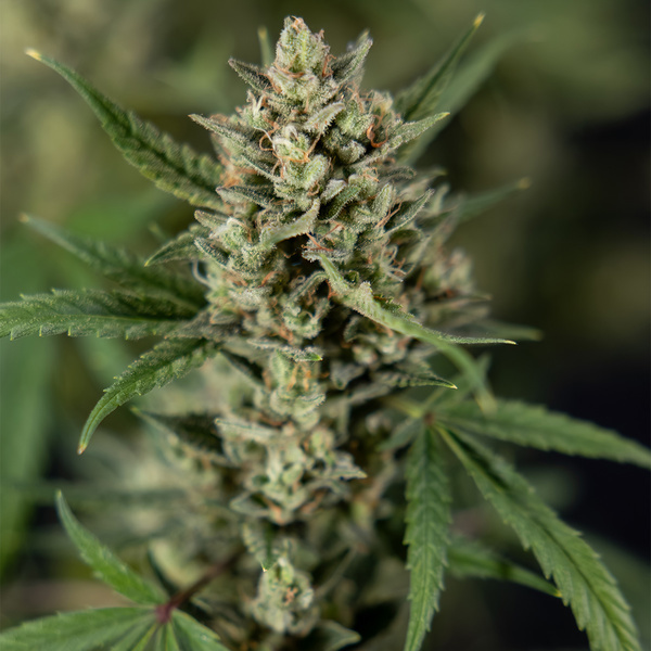 Monster Dwarf Autoflower (Zamnesia Seeds) Feminiserade