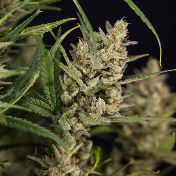 Monster Dwarf Autoflower (Zamnesia Seeds) Feminiserade