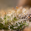 Monster Dwarf Autoflower (Zamnesia Seeds) Feminiserade