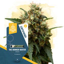THC Bunker Buster (Zamnesia Seeds) Feminiserade