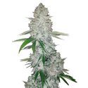 GG#4 Auto (FastBuds) Feminiserade