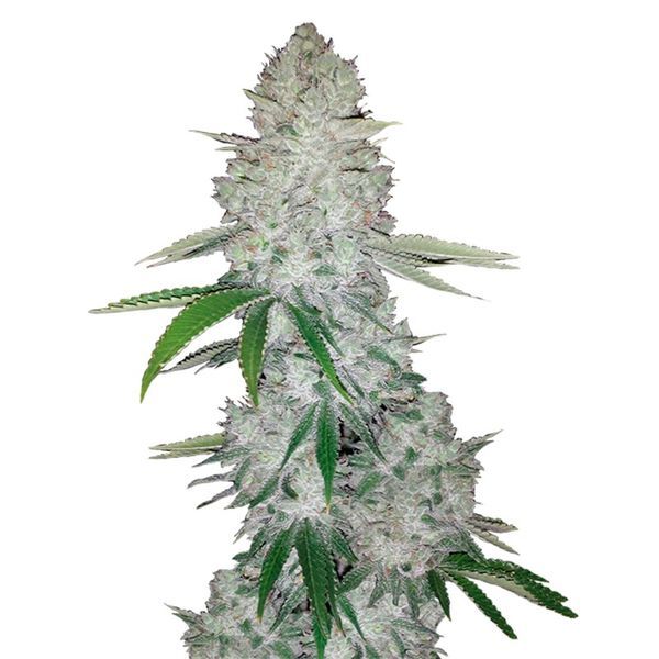 GG#4 Auto (FastBuds) Feminiserade