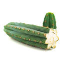 Echinopsis macrogona (även känd som Trichocereus macrogonus)
