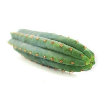 Echinopsis macrogona (&auml;ven k&auml;nd som Trichocereus macrogonus)