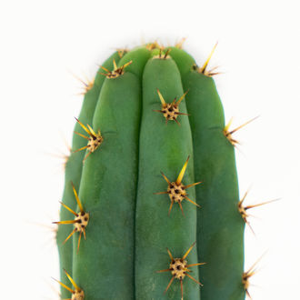 Echinopsis macrogona (även känd som Trichocereus macrogonus)