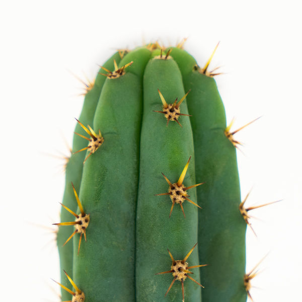 Echinopsis macrogona (även känd som Trichocereus macrogonus)
