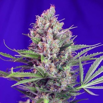 Cream Mandarine &ndash; F1 snabbversion (Sweet Seeds) Feminiserade
