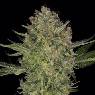 Serious Kush (Serious Seeds) feminiserade