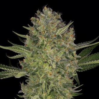 Serious Kush (Serious Seeds) Feminiserade