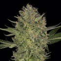 Serious Kush (Serious Seeds) Feminiserade