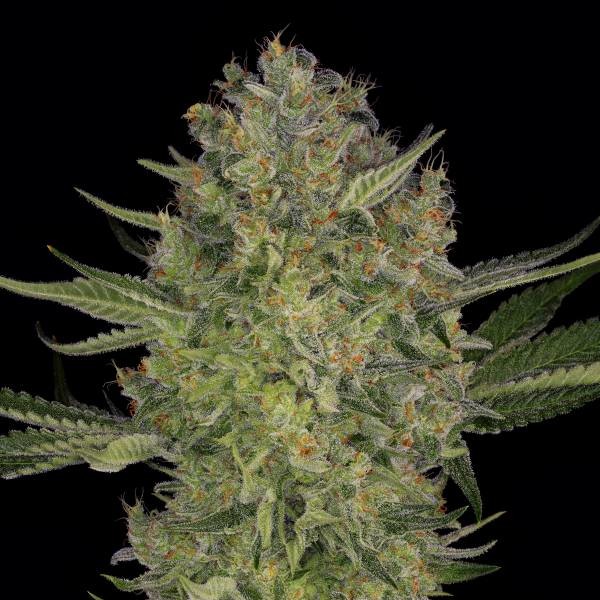 Serious Kush (Serious Seeds) Feminiserade
